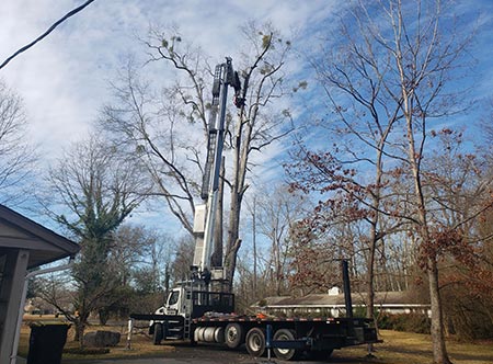 Tree Removal in Birmingham, AL Tree Removal in Birmingham, AL
