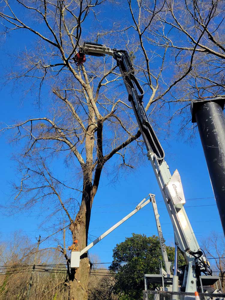 Tree Removal in Birmingham, AL Tree Trimming