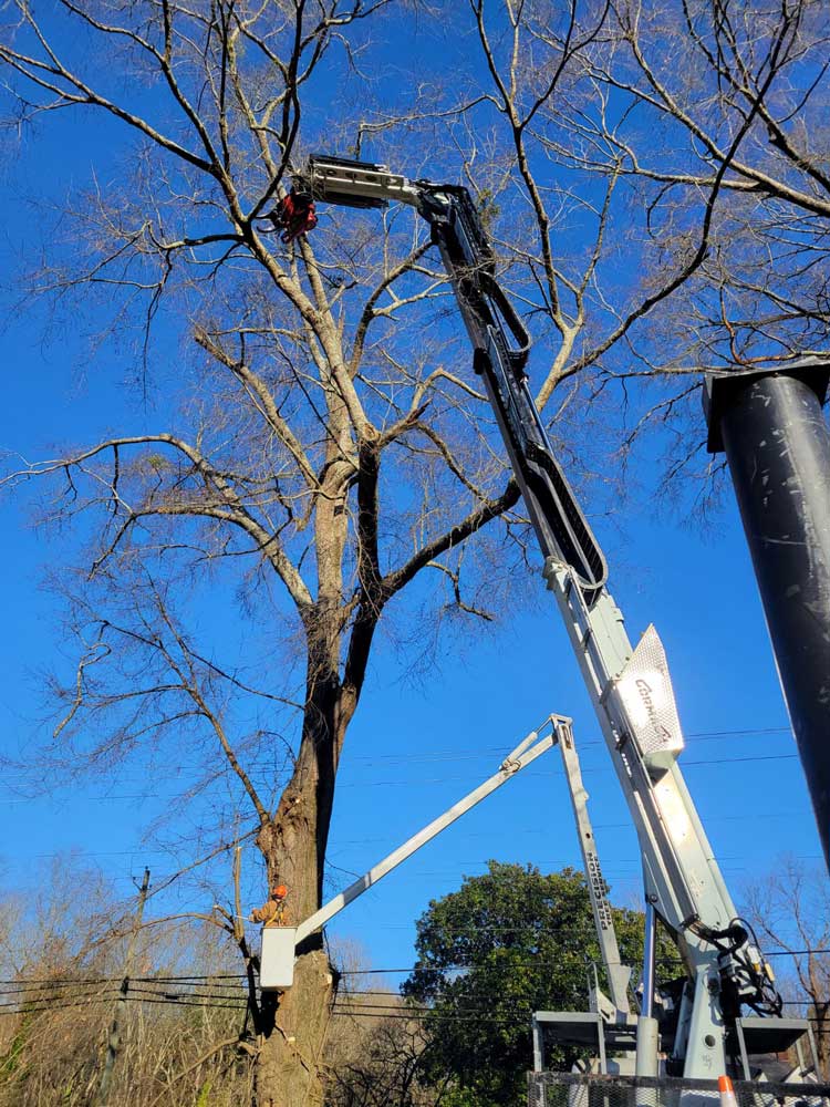 Tree Trimming